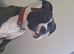 American bully
