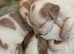 Cocker spaniel puppies