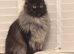XXL Russian Mainecoons kittens