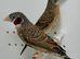 Beautiful pairs of Cut-throat finches for sale