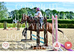 Fun teenager event show jumper project