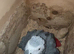 proven breeding male african grey