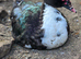 Muscovy ducks looking for new pond