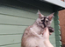 Outstanding Tortoiseshell Maine Coon Girls &ndash; Ready Now