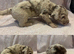 Labradoodle F1B Health clear pups