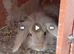 MINI LION LOP RABBITS