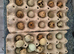 Coturnix quail hatching eggs