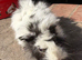 Gorgeous baby guineas boys & girls