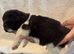 AKITA PUPS FROM KC REG REG PARENTS.