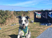 Male bi eyed 4 year old blue merle