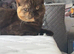 Stunning bsh cat