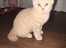 REDUCED - Sought after beautiful cream boys (BSH)