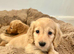 Adorable mini long haired dachshund puppies