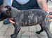 Wheaton bull greyhound