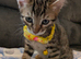 Bengal Cross Kittens