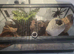 Female red knee tarantula