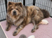 Ready to go Chow chow puppies