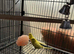 Very Healthy budgies 3-4 months old