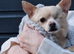 Beautiful Chihuahua Pomeranian cross