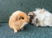 Assorted baby boar guinea pigs