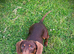 Beautiful chocolate and tan dachshund boy