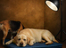 KC registered male Labrador