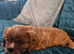 Cavalier King Charles Spaniel, KC reg, health checked puppies