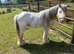 Cob Stallion (Stud Only)