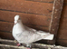 Reduced cock