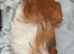 Guinea Pigs - pair of baby brothers