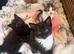 5 BEAUTIFUL KITTENS READY FOR THERE FOREVER HOME