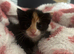 Kittens for sale