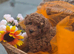 Beautiful deep red ,liver nosed toy poodle