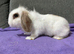Mini lion lop doe
