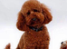 Miniature F1 labradoodle
