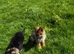 2 German shepherd bitch pups