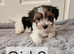 Yorkshire Biewer Terrier Puppies New Photos!