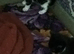 Kittens for sale