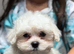 for sale maltese puppies