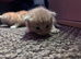 2 female kittens