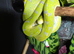 CB24 Sorong x Biak Female