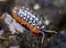 Clown isopods
