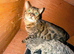 2 Bengal cats