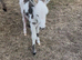 Minature jack donkey foal