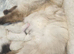 4 beautiful pure Ragdoll kittens