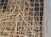 4 week old quails 4 female 1 male