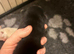 Pomeranians