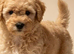 Beautiful Poochon puppies