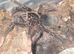 Tarantulas for sale