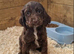 Cocker spaniel puppies